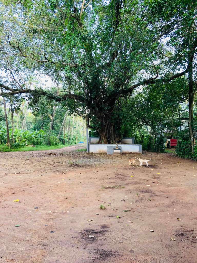 Sree Chirakkal Bhagavathi Temple
