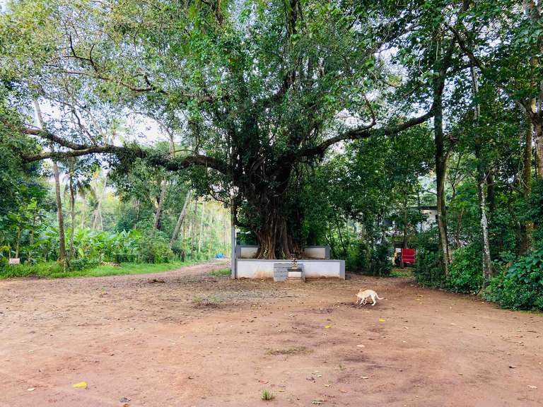Sree Chirakkal Bhagavathi Temple